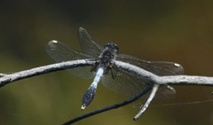 Leucorrhinia caudalis