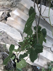 Vitis acerifolia