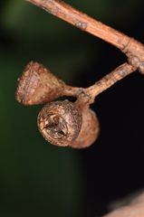Eucalyptus yarraensis