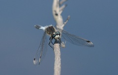 Leucorrhinia caudalis
