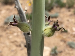 Caulanthus crassicaulis
