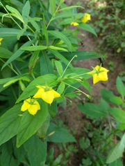 Lysimachia ciliata