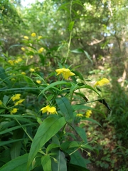 Lysimachia ciliata