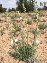 Caulanthus crassicaulis