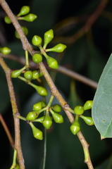 Eucalyptus yarraensis