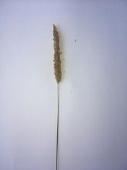 Alopecurus geniculatus