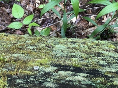 Cladonia parasitica