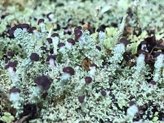 Cladonia parasitica
