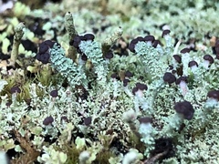 Cladonia parasitica