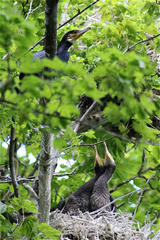 Phalacrocorax carbo