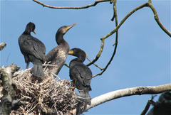 Phalacrocorax carbo
