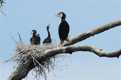 Phalacrocorax carbo