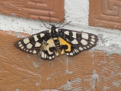 Chelonomorpha japana
