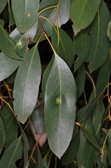 Eucalyptus yarraensis