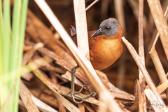 Laterallus ruber