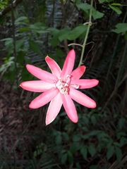 Passiflora glandulosa