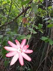 Passiflora glandulosa