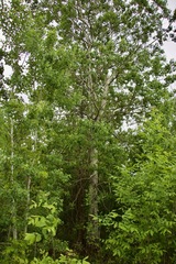 Populus tremuloides
