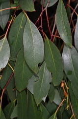 Eucalyptus yarraensis