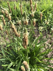 Plantago lanceolata