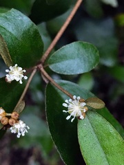 Croton cascarilloides