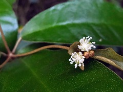 Croton cascarilloides