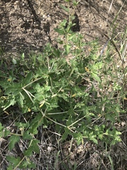 Mentzelia oligosperma