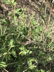 Mentzelia oligosperma