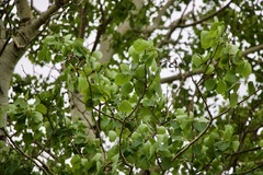 Populus tremuloides
