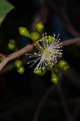 Eucalyptus yarraensis