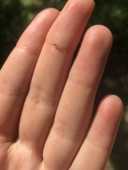 Graphopsocus cruciatus