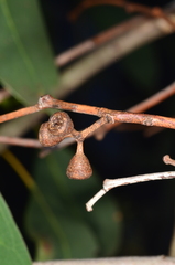 Eucalyptus yarraensis