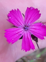 Dianthus carthusianorum