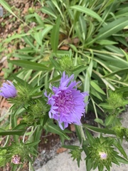 Stokesia