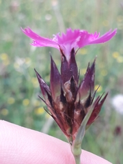 Dianthus carthusianorum