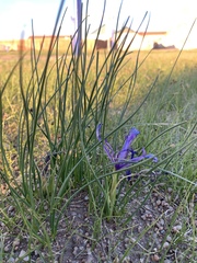 Iris tenuifolia