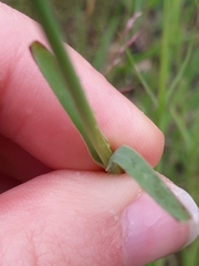 Dianthus carthusianorum