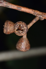 Eucalyptus yarraensis