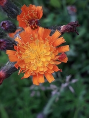Pilosella aurantiaca