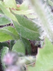 Pilosella aurantiaca