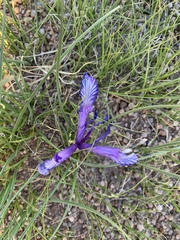 Iris tenuifolia