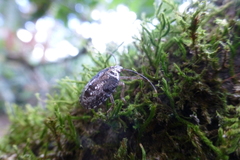 Discocephalinae