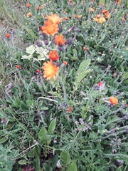 Pilosella aurantiaca