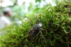 Discocephalinae