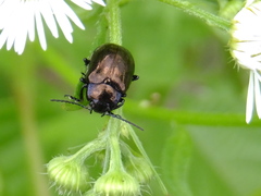 Chrysolina