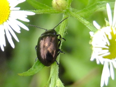 Chrysolina