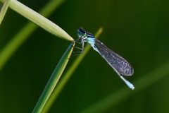 Coenagrion lunulatum