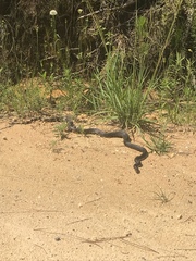 Pituophis melanoleucus mugitus