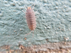 Koreoniscus racovitzai