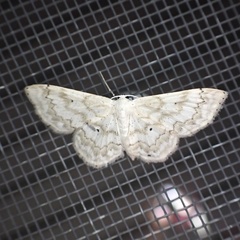 Idaea obfusaria